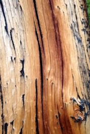 wood-grain